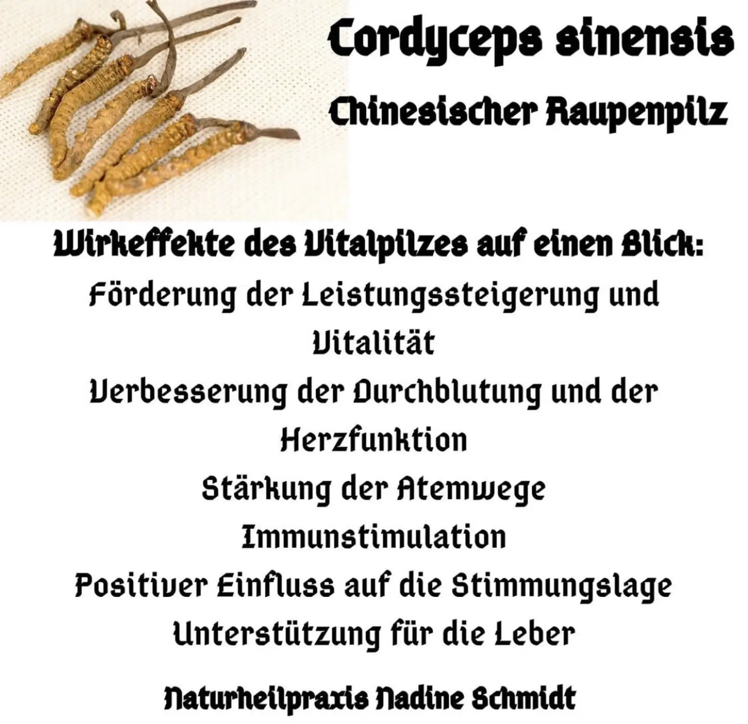 Nadine Schmidt - Naturheilpraxis, Informationen zu „Cordyceps sinensis“.