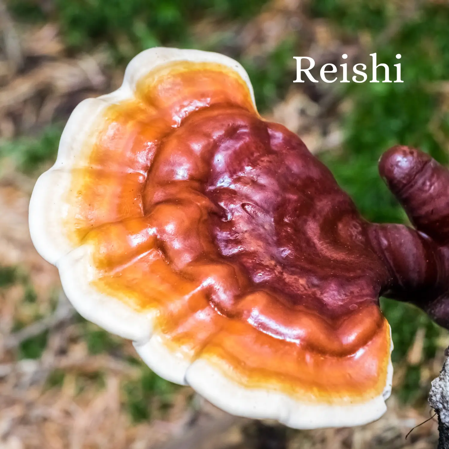 Nadine Schmidt - Naturheilpraxis, medizinischer Pilz „Reishi“