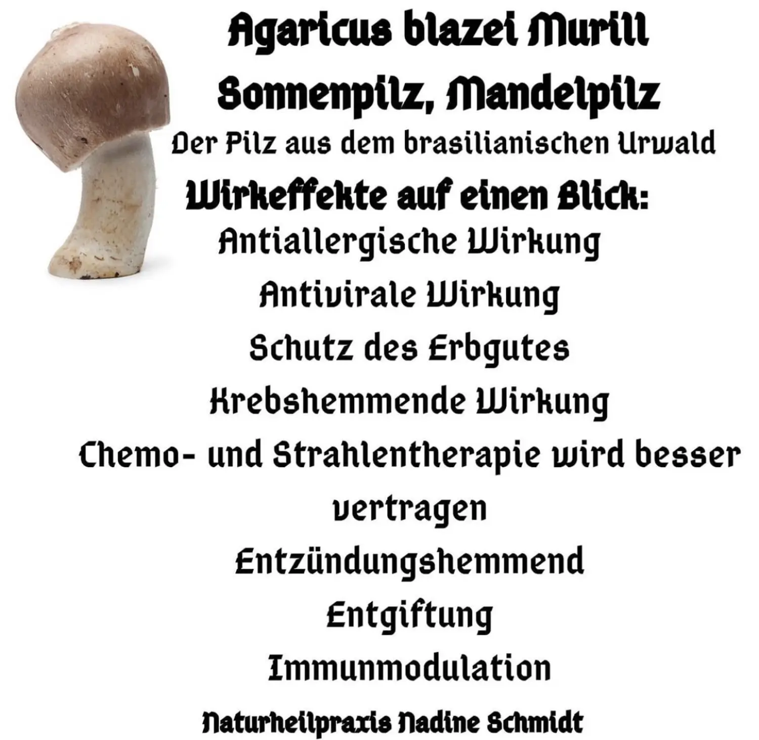 Nadine Schmidt - Naturheilpraxis, Informationen zu „Agaricus blazei Murrill“.