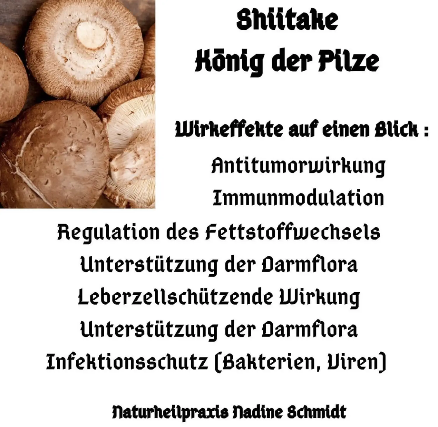 Nadine Schmidt - Naturheilpraxis, Informationen zu „Shiitake König der Pilze“.